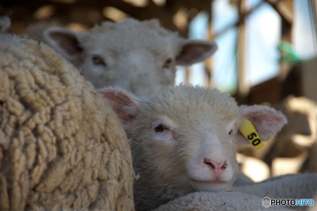 Little Sheep