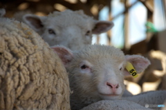 Little Sheep