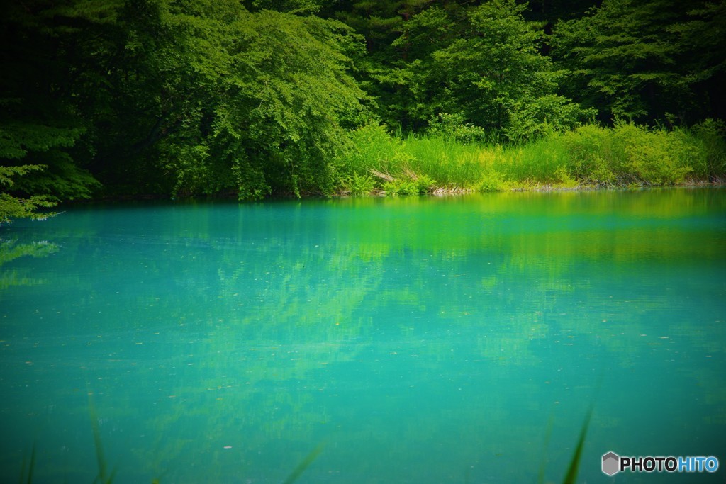 青沼