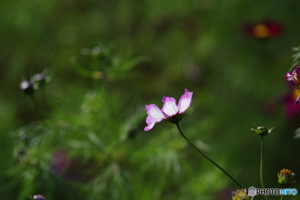 灯す花