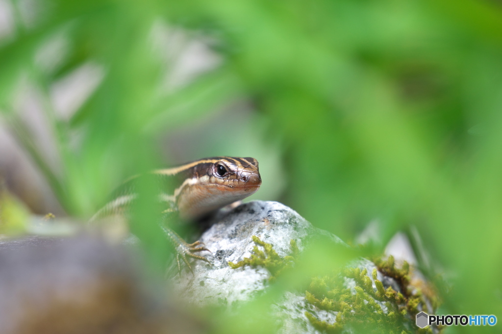 Window of grass
