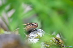 Window of grass