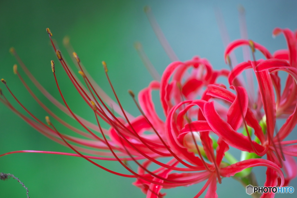 Lycoris
