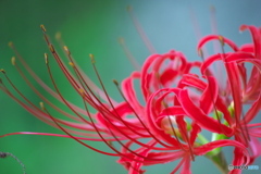 Lycoris