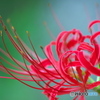Lycoris