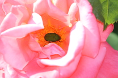薔薇
