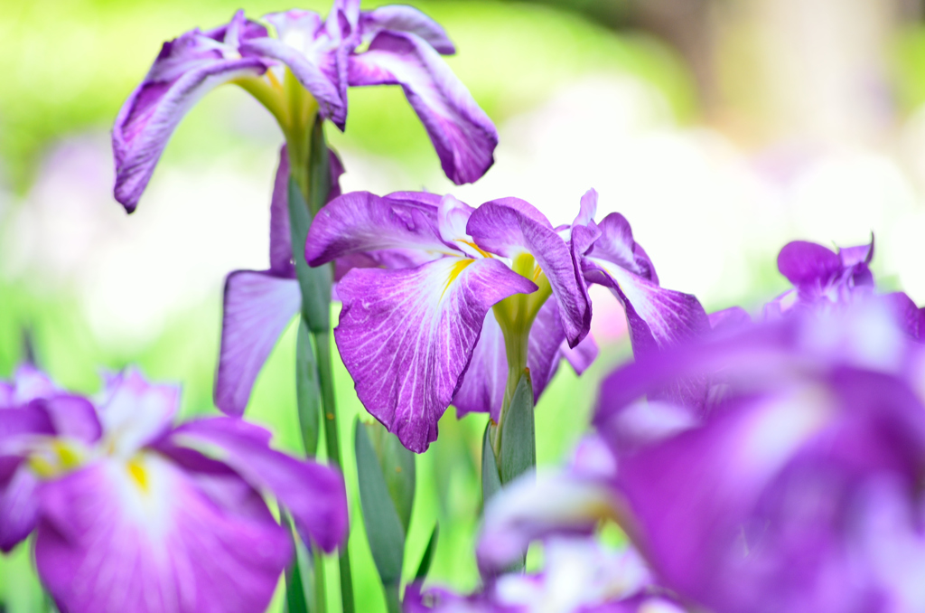 花菖蒲