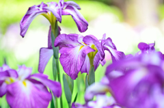 花菖蒲