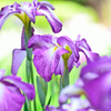 花菖蒲