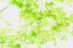 もみじ