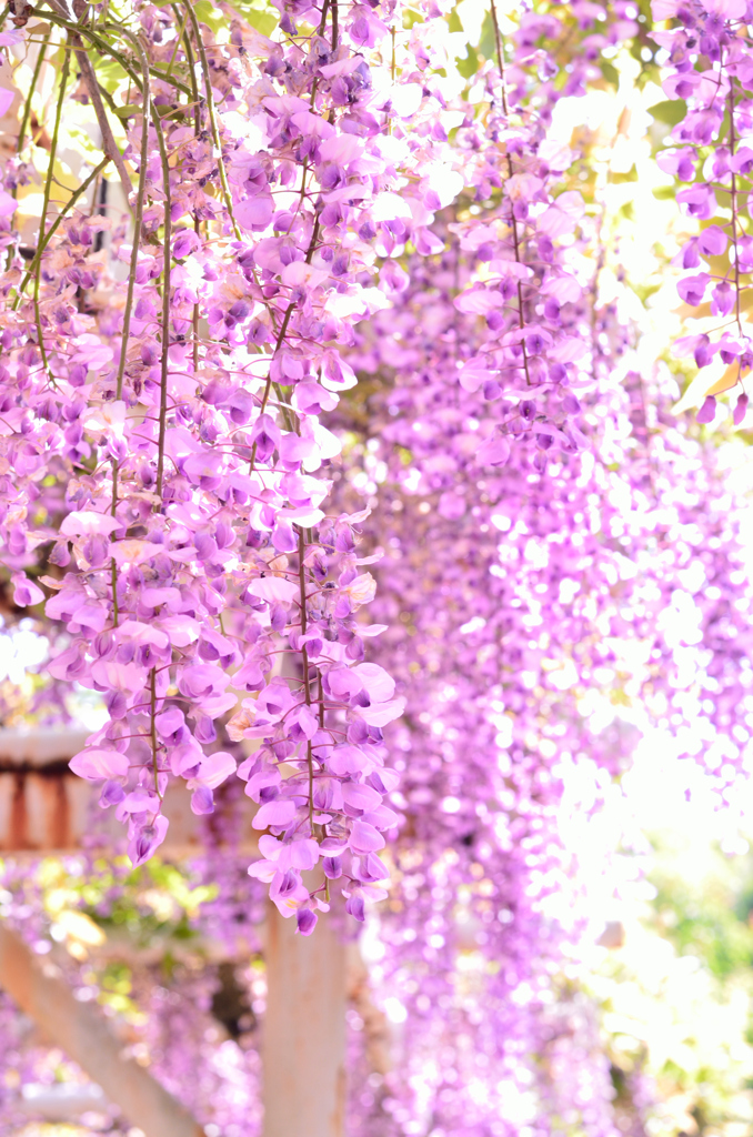 フジの花