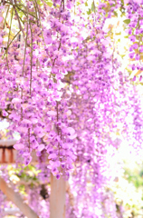 フジの花