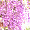 フジの花