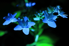 紫陽花