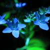 紫陽花
