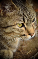 猫さん