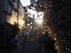 太陽に照らされて1