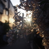 太陽に照らされて1