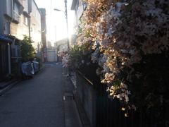 太陽に照らされて2