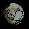 つきとうさぎ