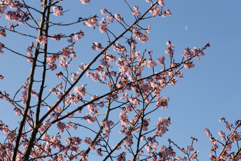 桜と月