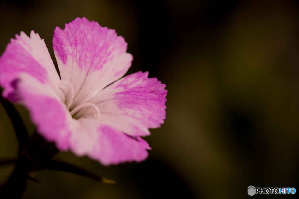 Pink＆White