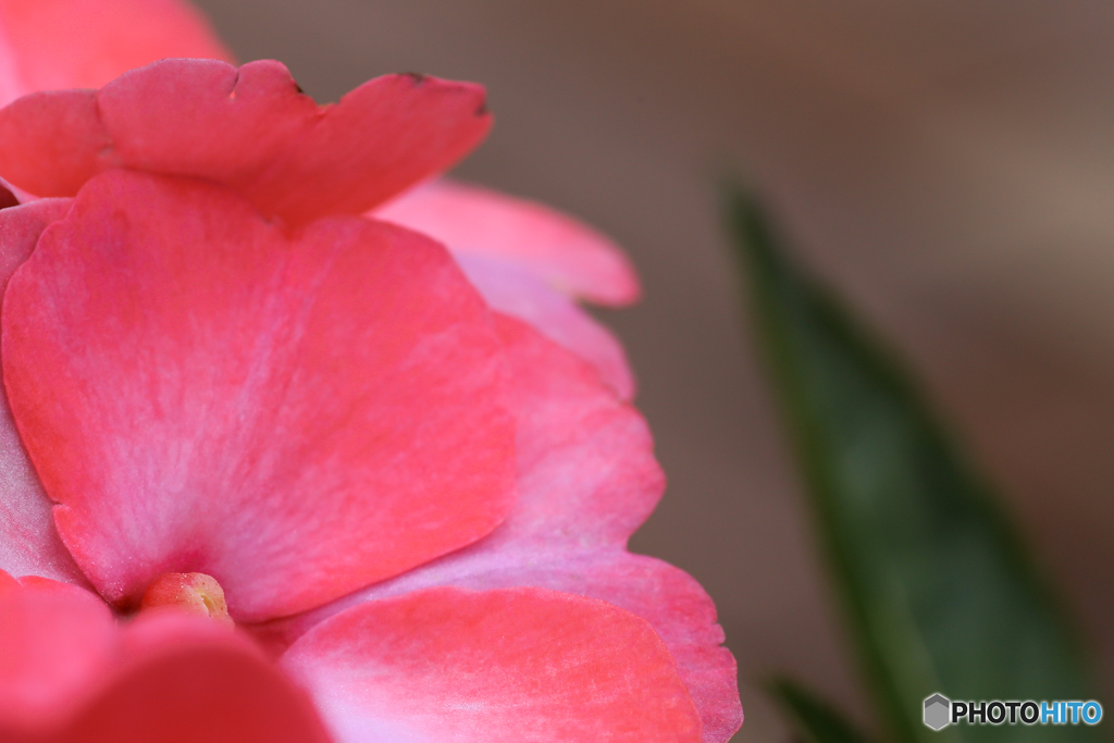 summer pink