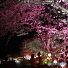 春爛漫　桜満開　家族円満！！