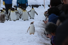 子供ペンギンのファンサービス