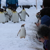 子供ペンギンのファンサービス