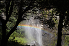 木陰から滝と虹