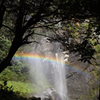 木陰から滝と虹