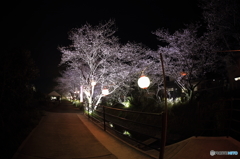 Sakura Light Up!