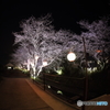 Sakura Light Up!