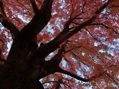 頑張る紅葉！