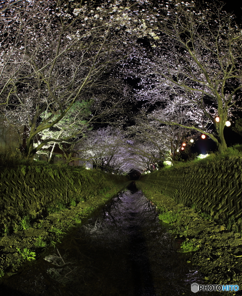 Sakura　Uturikomi!!