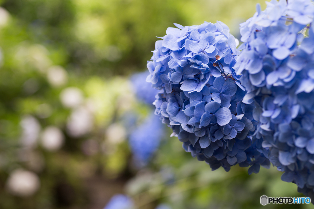 Ajisai Blue