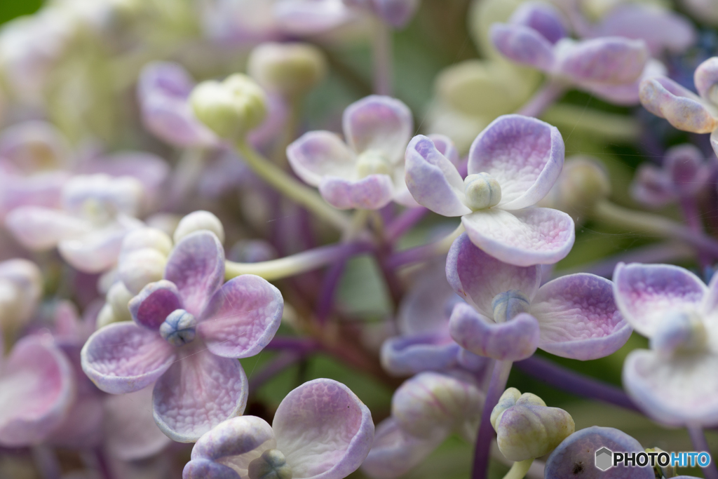 MACRO