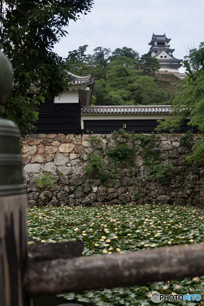 蓮と高知城