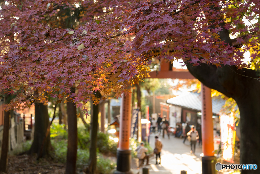 がんばる紅葉