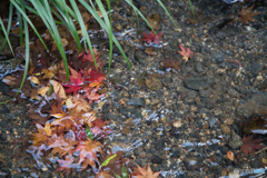 紅葉潺