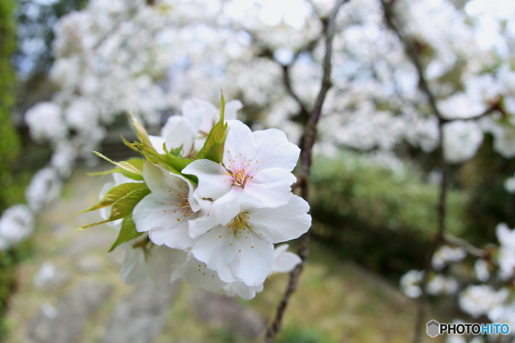 White　Sakura!!