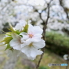 White　Sakura!!