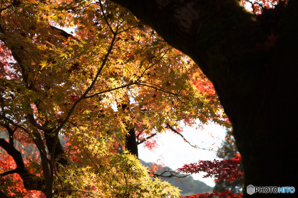 京都の紅葉