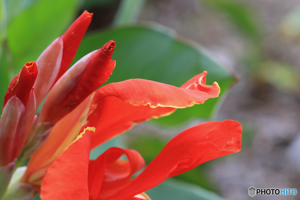 summer red