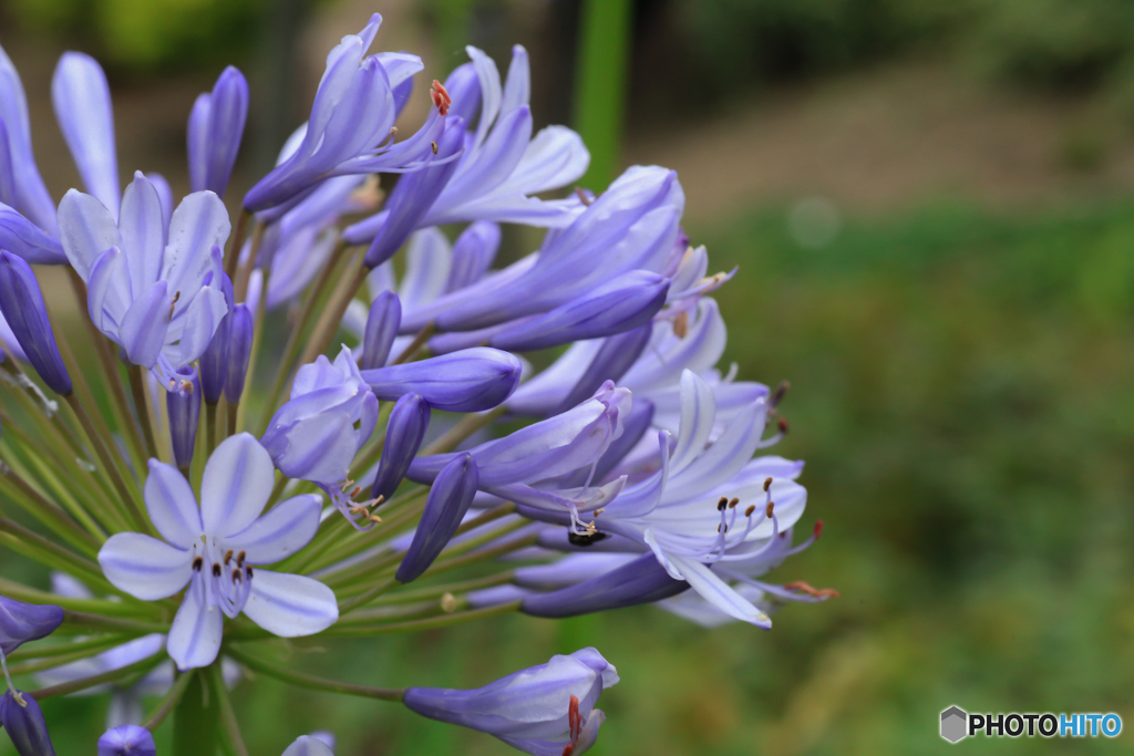 summer purple