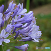 summer purple