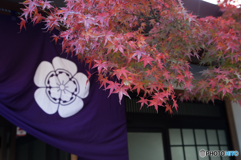赤と紫