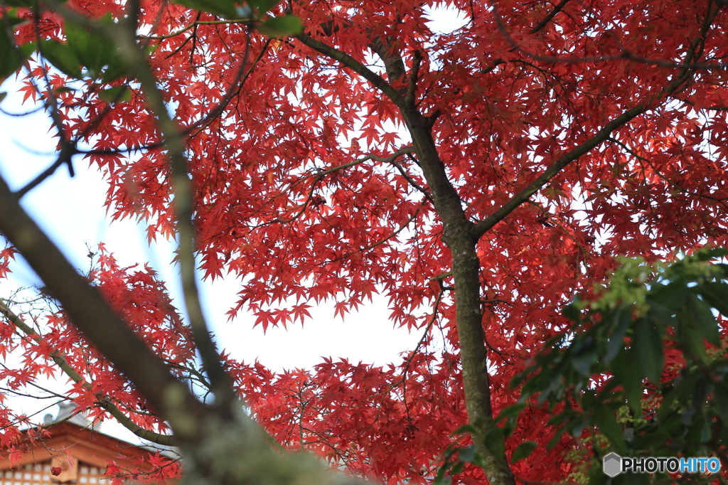 厳島神社の紅葉