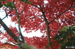 厳島神社の紅葉